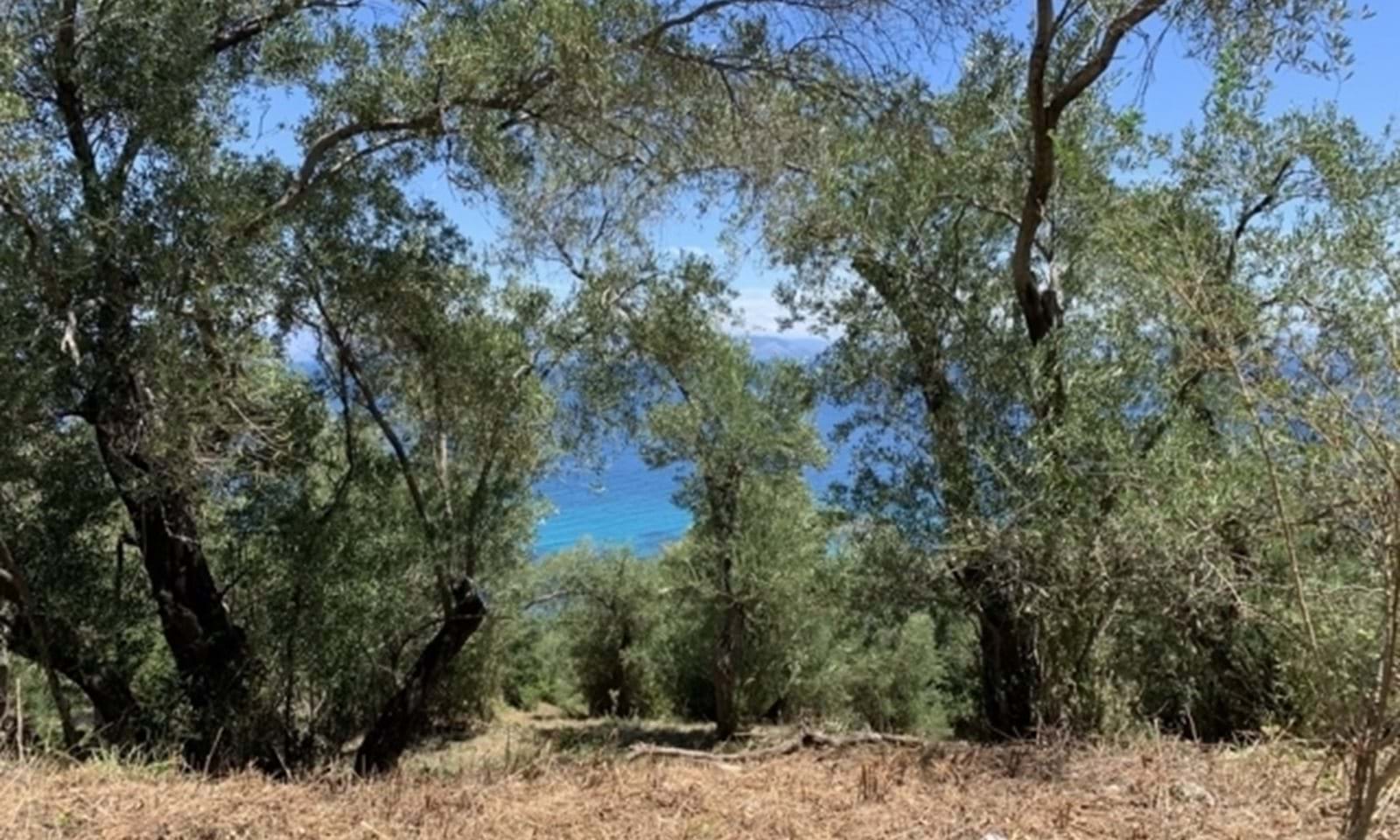 Listing photograph 3 of 8 of the land in Moraitika, published by Corfu Home Finders.