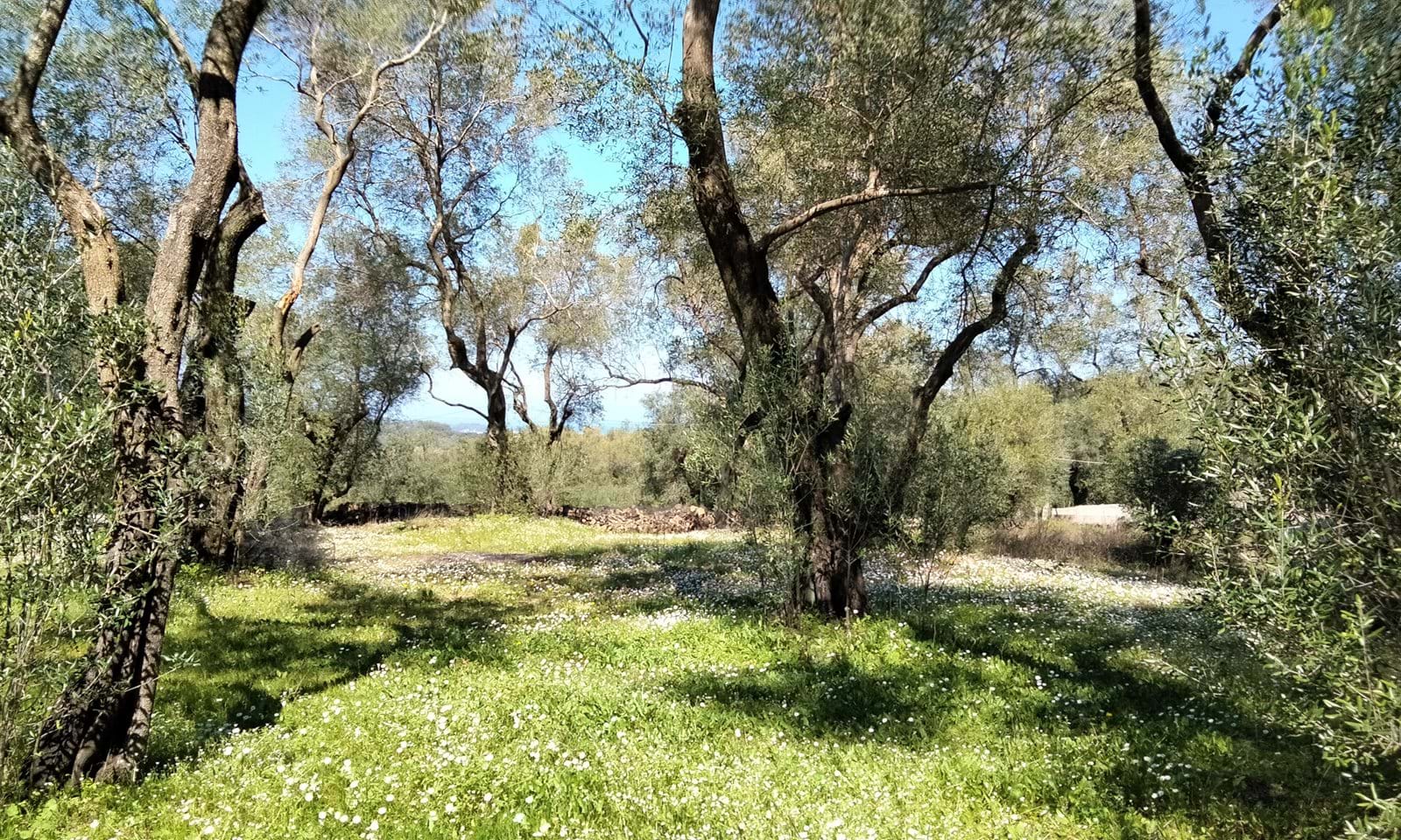 Listing photograph 4 of 5 of the land in Drosato, published by Corfu Home Finders.