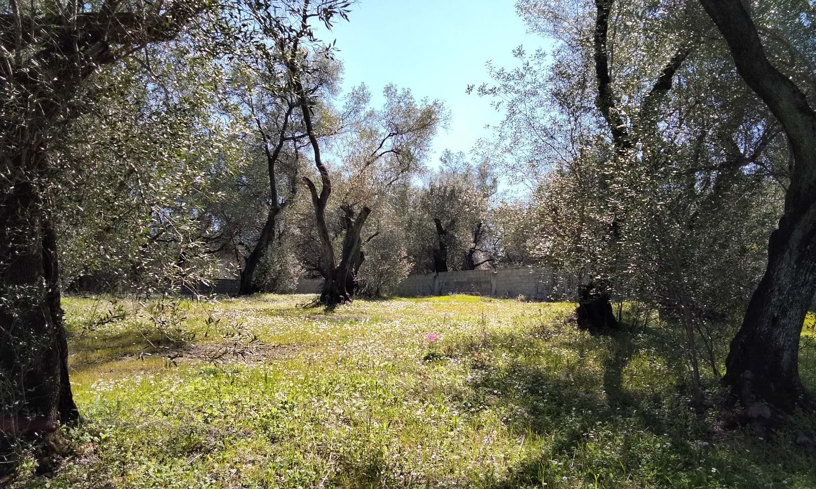 Listing photograph 2 of 5 of the land in Drosato, published by Corfu Home Finders.