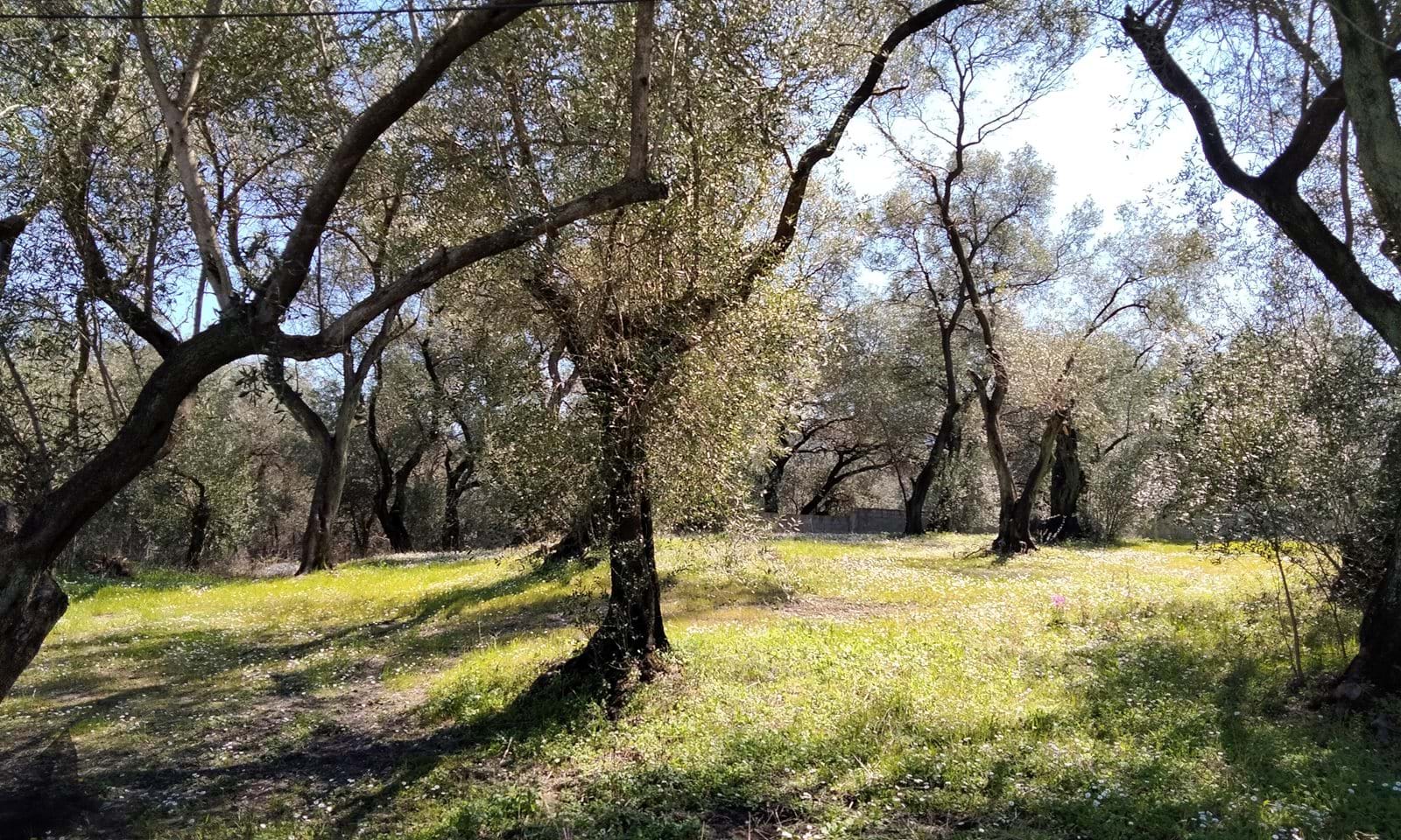 Listing photograph 3 of 5 of the land in Drosato, published by Corfu Home Finders.