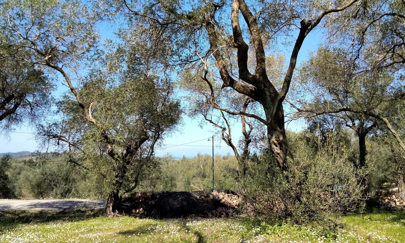Listing photograph 1 of 5 of the land in Drosato, published by Corfu Home Finders.