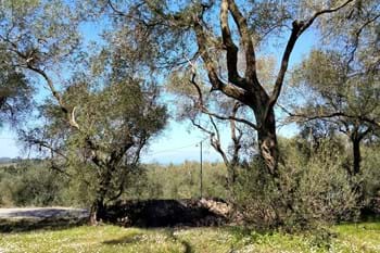 Image for property: 20156