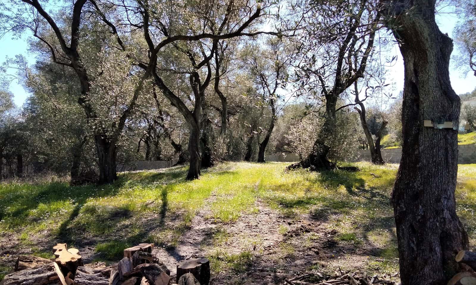 Listing photograph 5 of 5 of the land in Drosato, published by Corfu Home Finders.