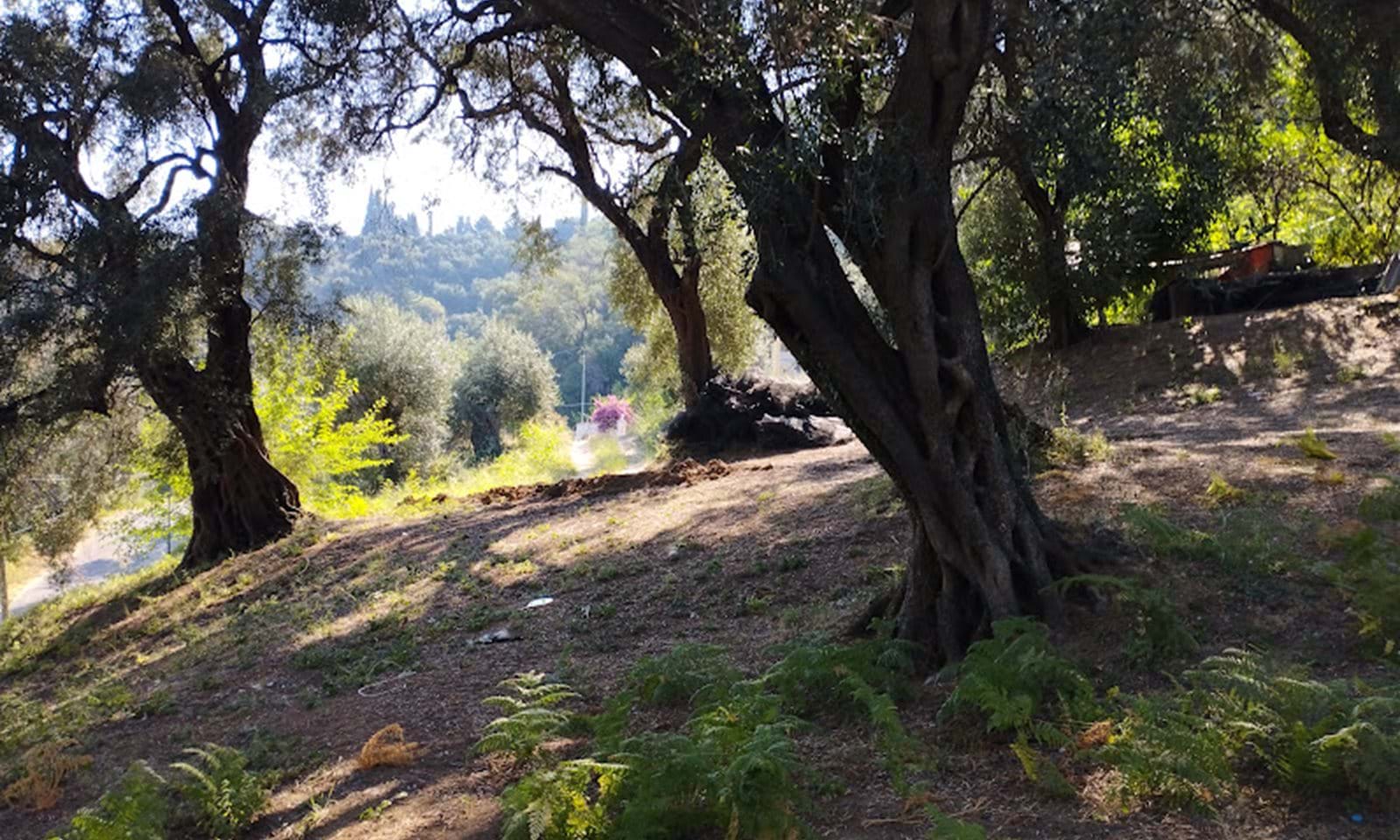 Listing photograph 5 of 5 of the land in Karousades, published by Corfu Home Finders.