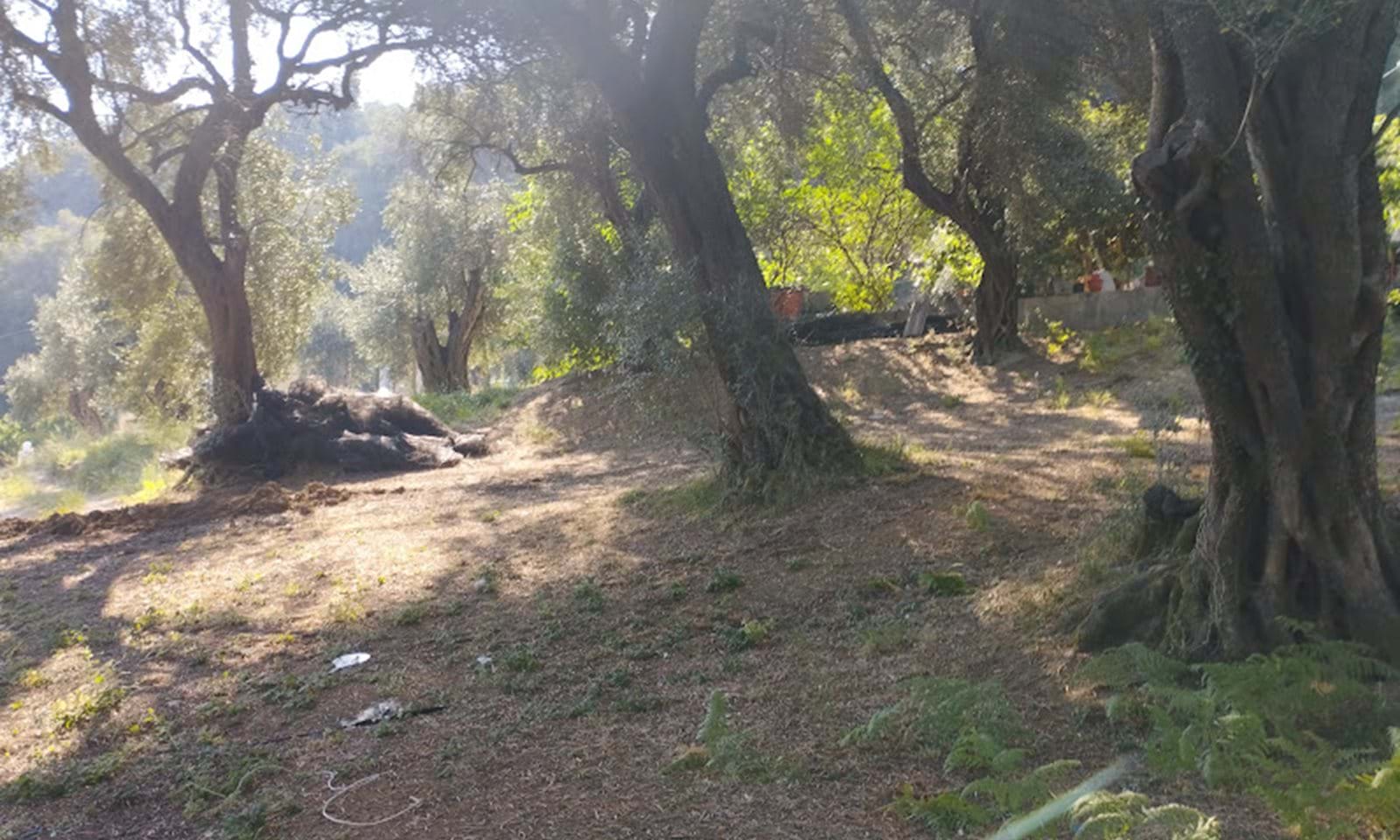 Listing photograph 2 of 5 of the land in Karousades, published by Corfu Home Finders.