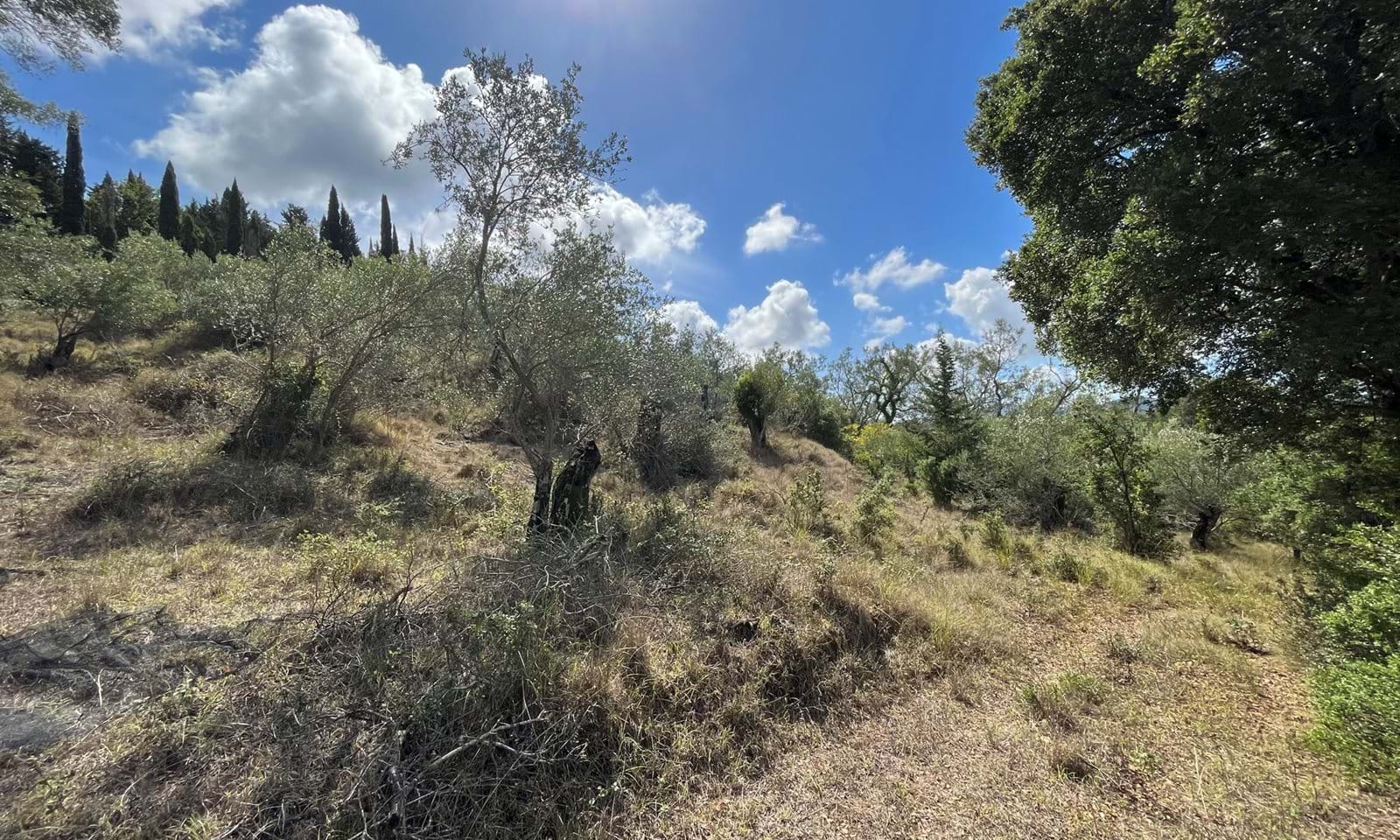 Listing photograph 5 of 6 of the land in Ano Korakiana, published by Corfu Home Finders.