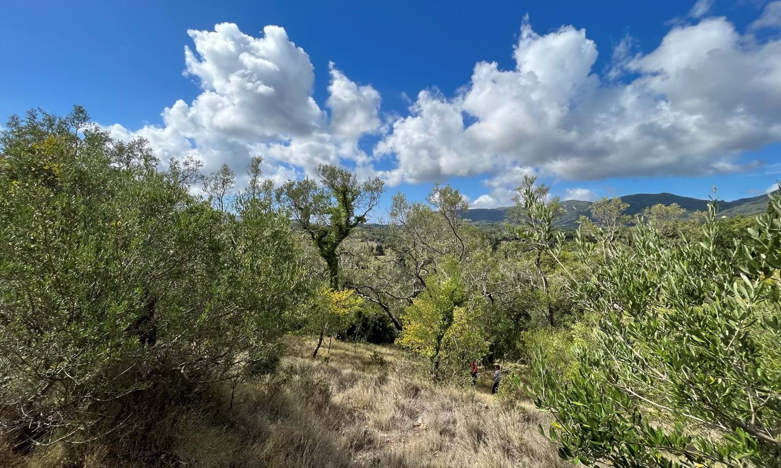 Listing photograph 2 of 6 of the land in Ano Korakiana, published by Corfu Home Finders.