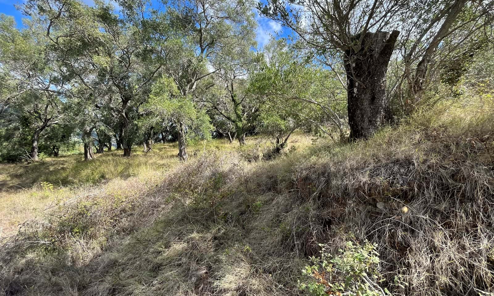 Listing photograph 6 of 6 of the land in Ano Korakiana, published by Corfu Home Finders.