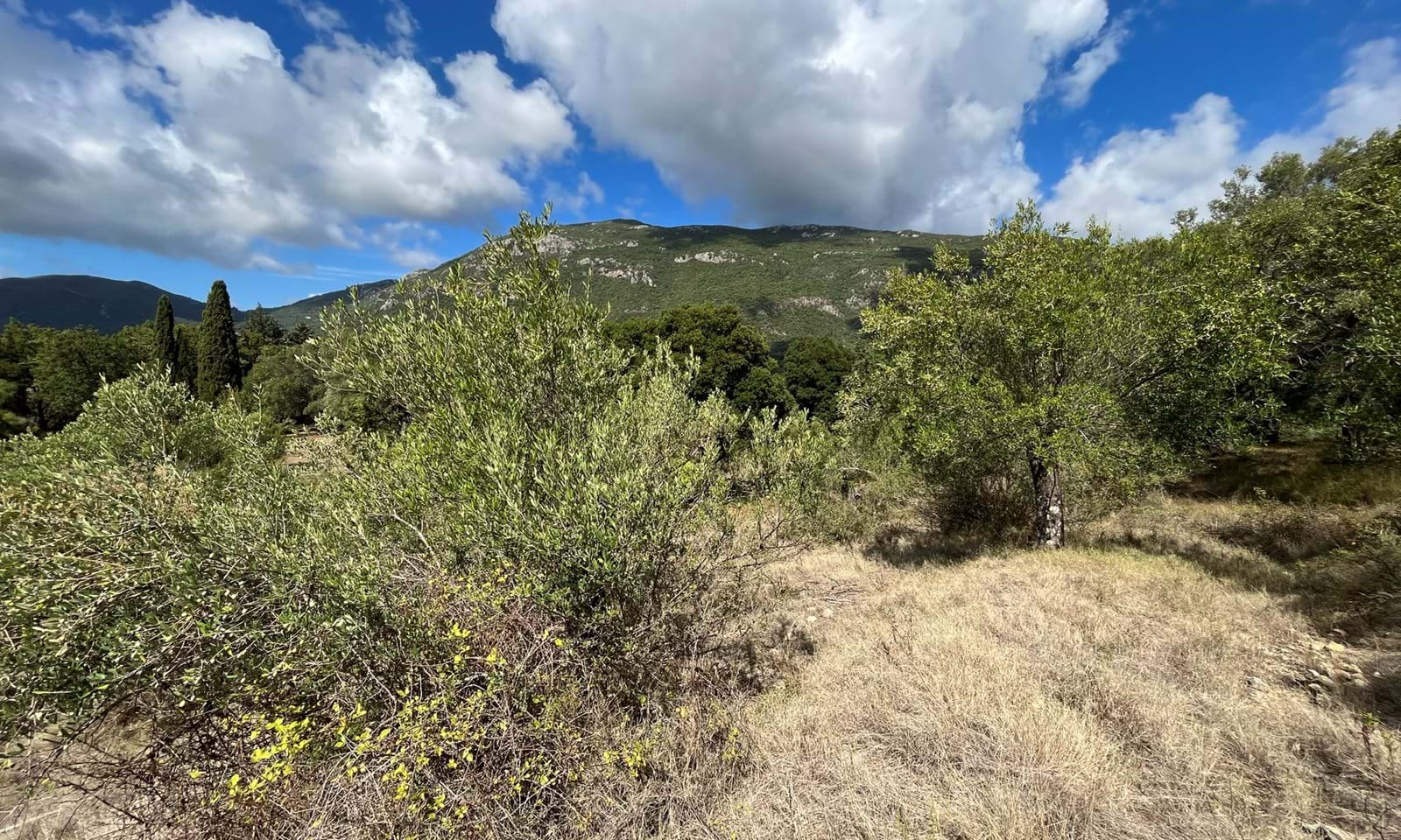 Listing photograph 4 of 6 of the land in Ano Korakiana, published by Corfu Home Finders.