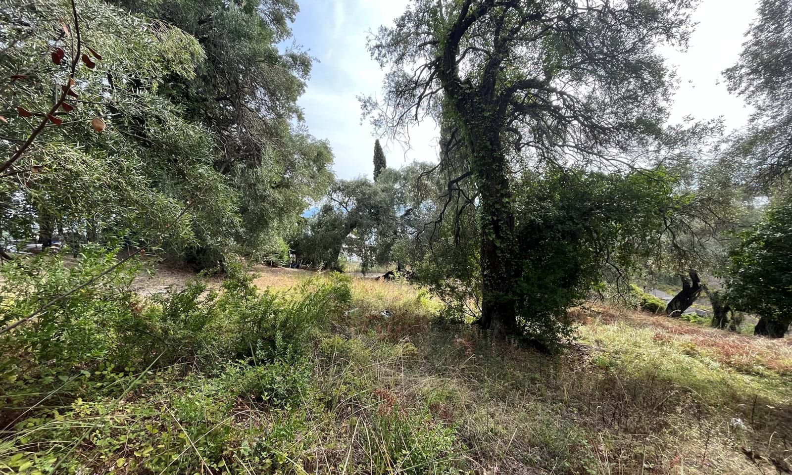 Listing photograph 8 of 8 of the land in Ipsos, published by Corfu Home Finders.