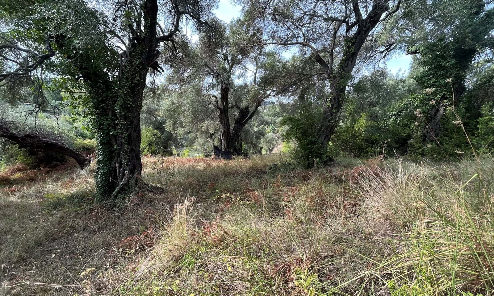 Listing photograph 6 of 8 of the land in Ipsos, published by Corfu Home Finders.
