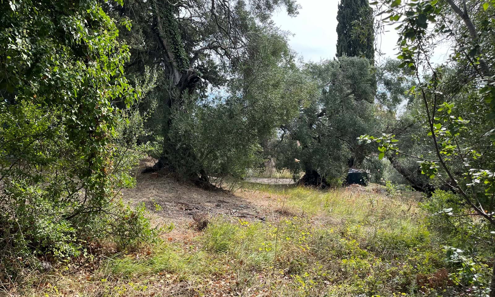 Listing photograph 4 of 8 of the land in Ipsos, published by Corfu Home Finders.