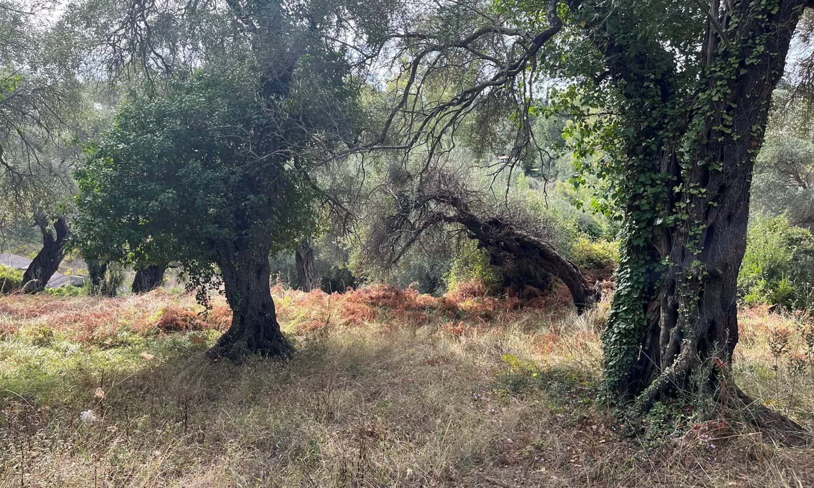 Listing photograph 5 of 8 of the land in Ipsos, published by Corfu Home Finders.