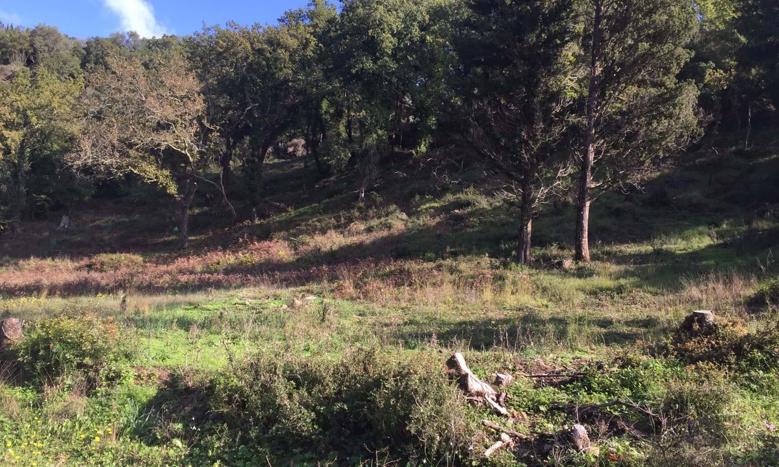 Listing photograph 2 of 6 of the land in Ano Korakiana, published by Corfu Home Finders.