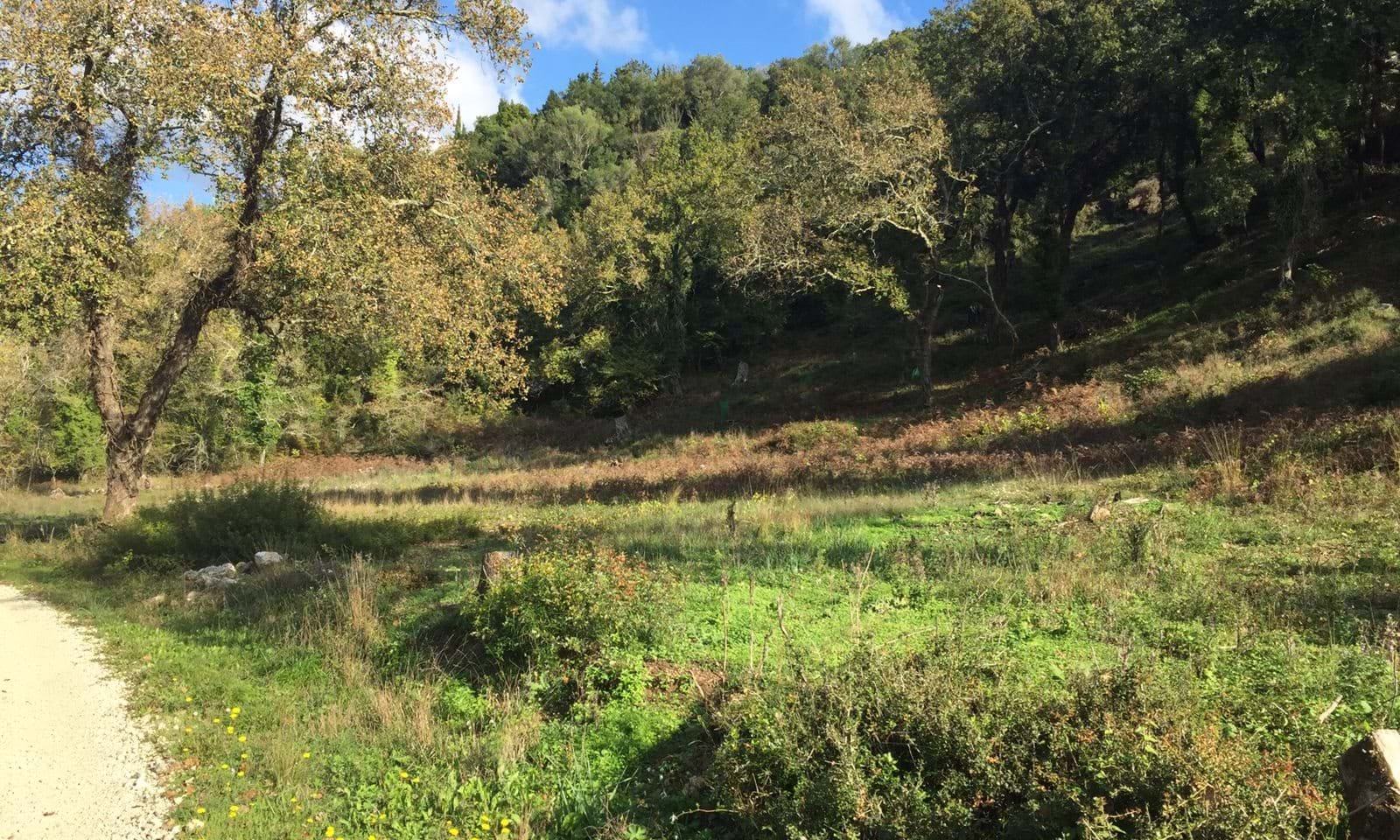 Listing photograph 6 of 6 of the land in Ano Korakiana, published by Corfu Home Finders.