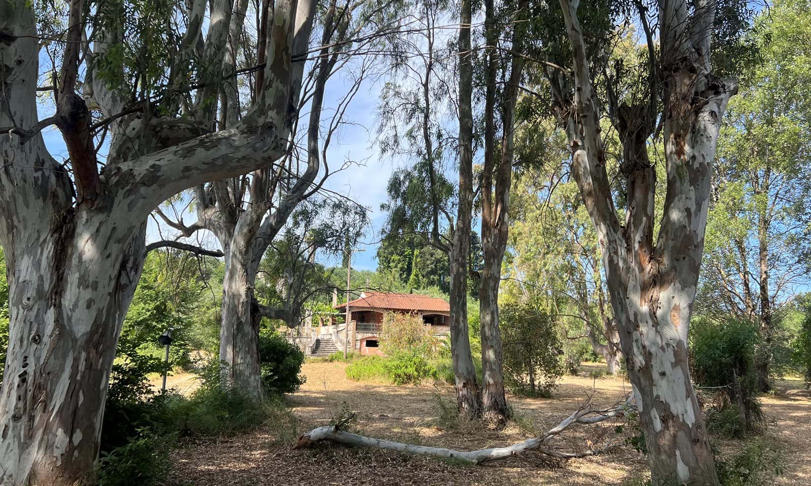 Listing photograph 8 of 20 of the house in Agnos, published by Corfu Home Finders.