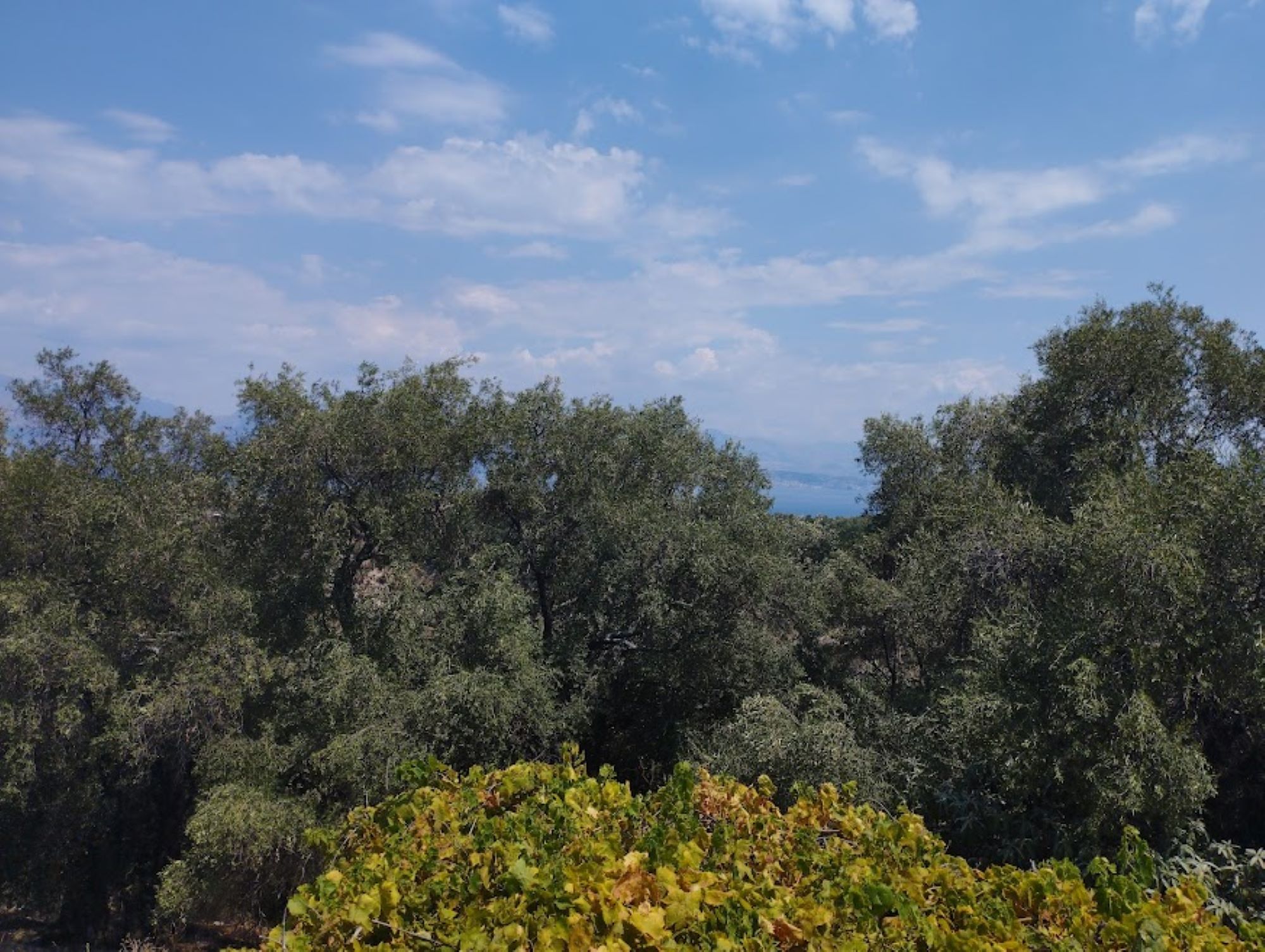 VOUNI, Perithia, Corfu