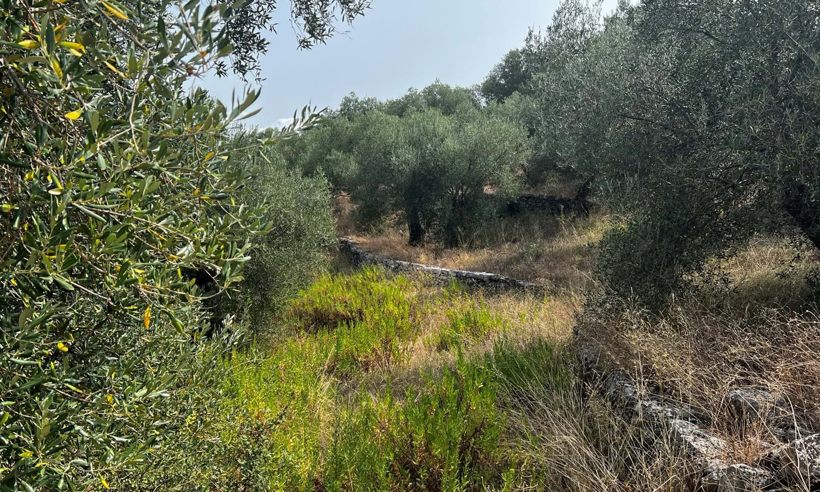 Listing photograph 4 of 4 of the land in Kassiopi, published by Corfu Home Finders.