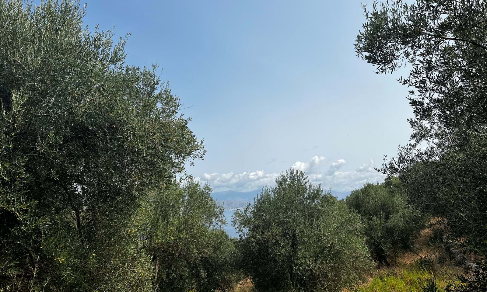 Listing photograph 2 of 4 of the land in Kassiopi, published by Corfu Home Finders.