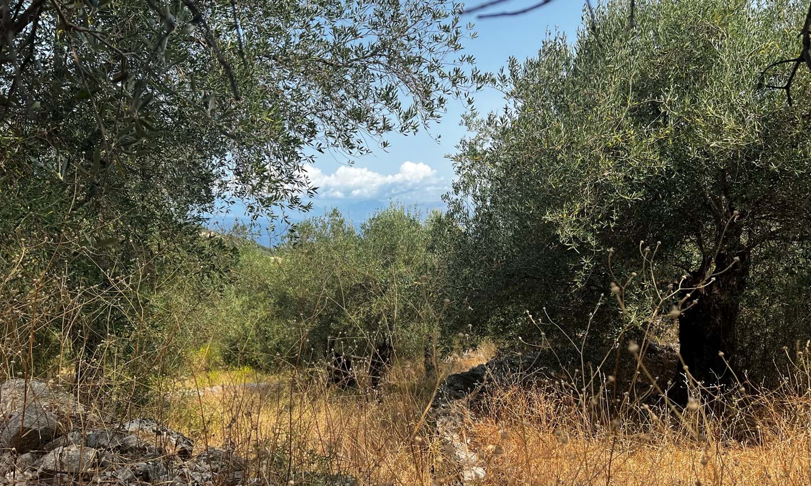 Listing photograph 3 of 4 of the land in Kassiopi, published by Corfu Home Finders.
