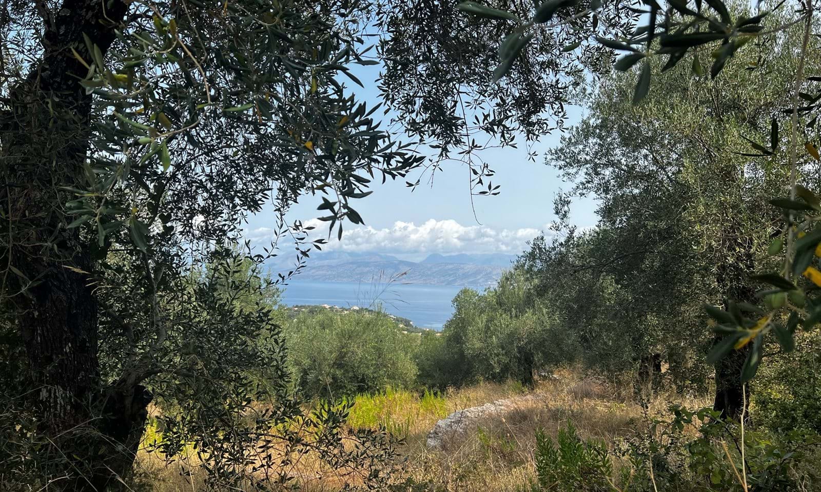 Listing photograph 1 of 4 of the land in Kassiopi, published by Corfu Home Finders.