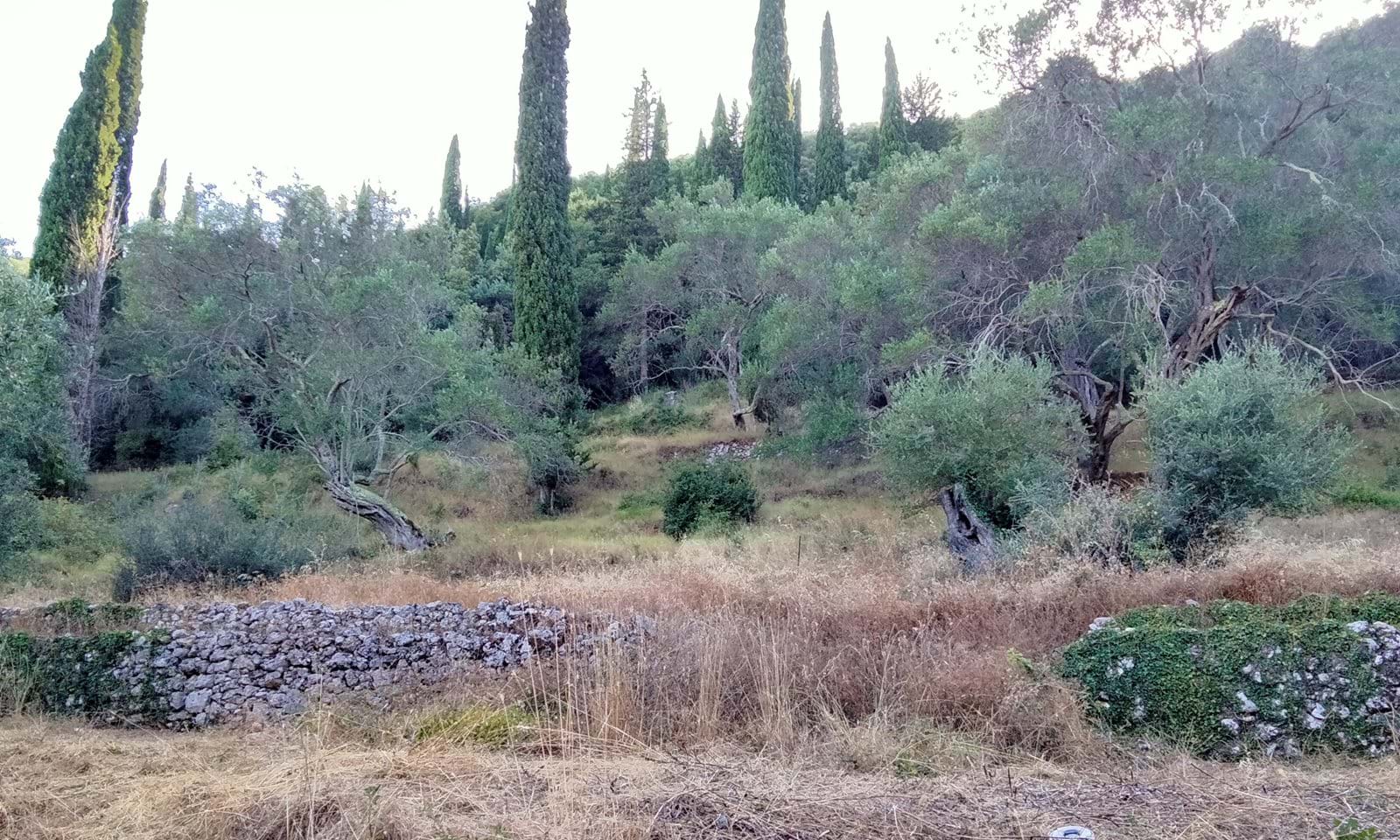 Listing photograph 3 of 7 of the land in Doukades, published by Corfu Home Finders.