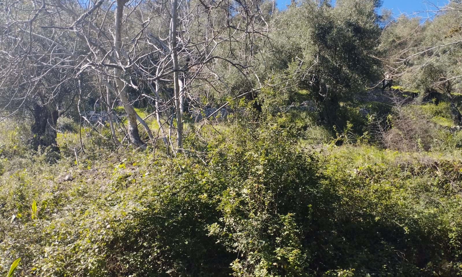 Listing photograph 4 of 6 of the land in Kalami, published by Corfu Home Finders.