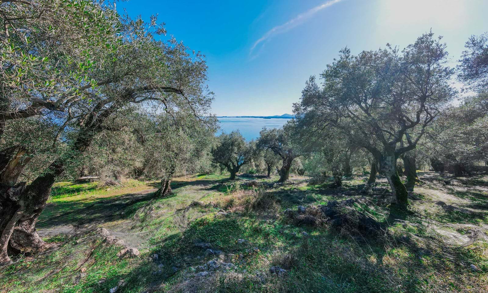 Listing photograph 3 of 6 of the land in Spartilas, published by Corfu Home Finders.