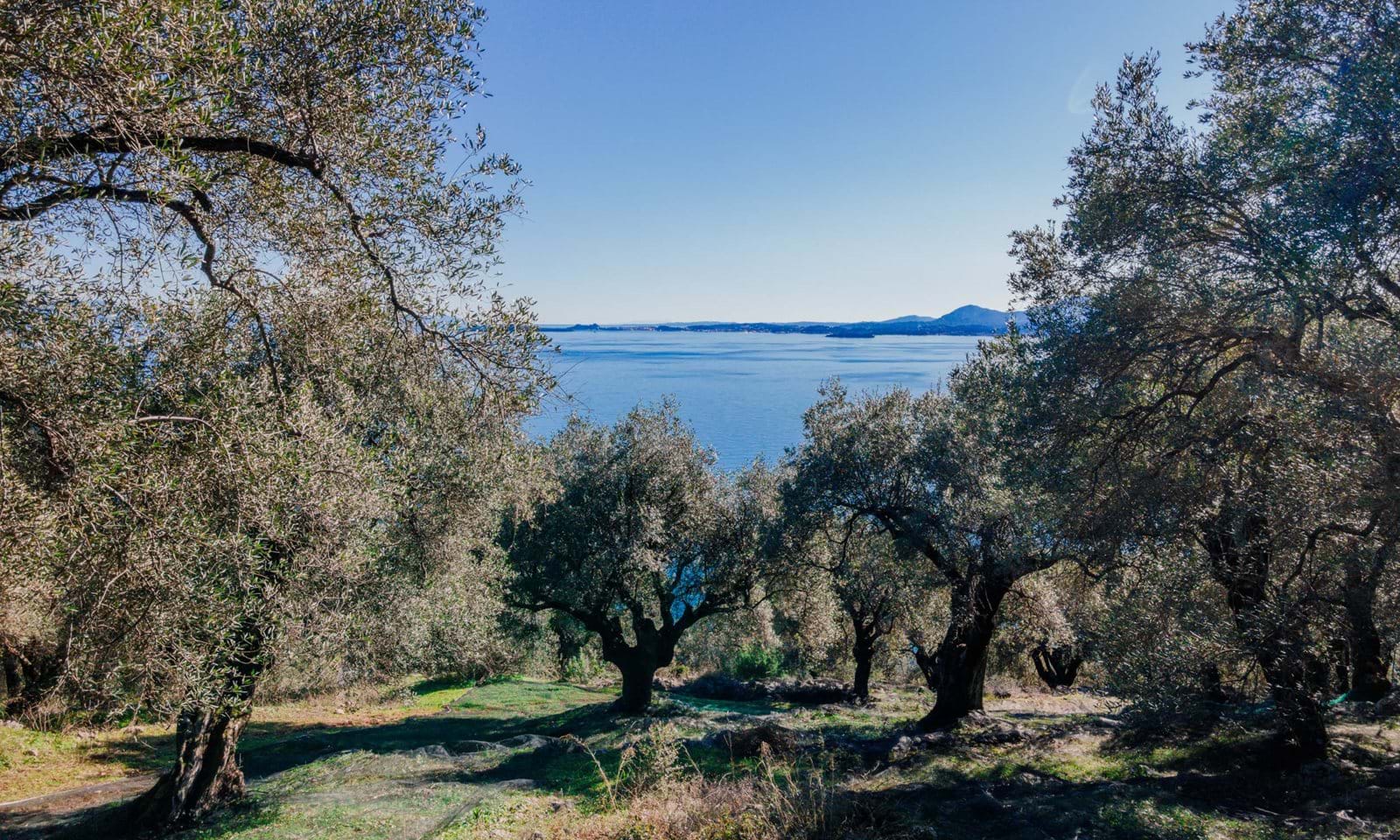 Listing photograph 2 of 6 of the land in Spartilas, published by Corfu Home Finders.