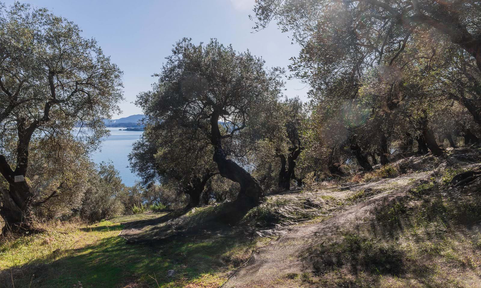 Listing photograph 4 of 6 of the land in Spartilas, published by Corfu Home Finders.