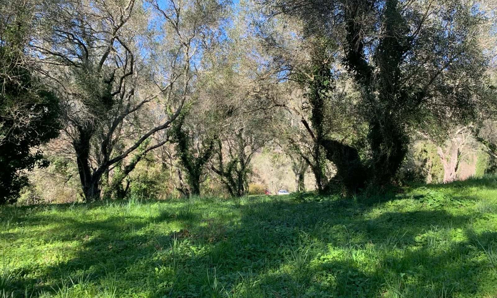 Listing photograph 6 of 7 of the land in Ano Korakiana, published by Corfu Home Finders.