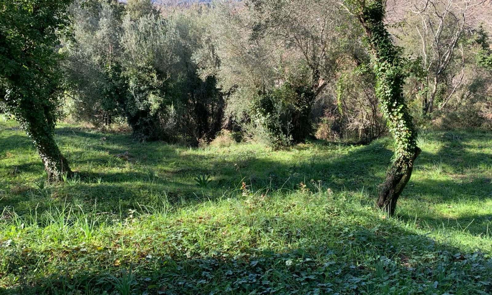 Listing photograph 5 of 7 of the land in Ano Korakiana, published by Corfu Home Finders.