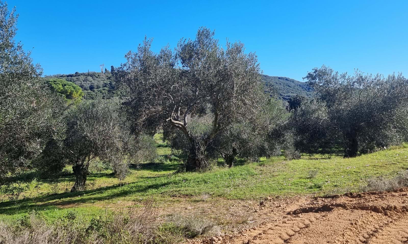 Listing photograph 3 of 4 of the land in Moraitika, published by Corfu Home Finders.