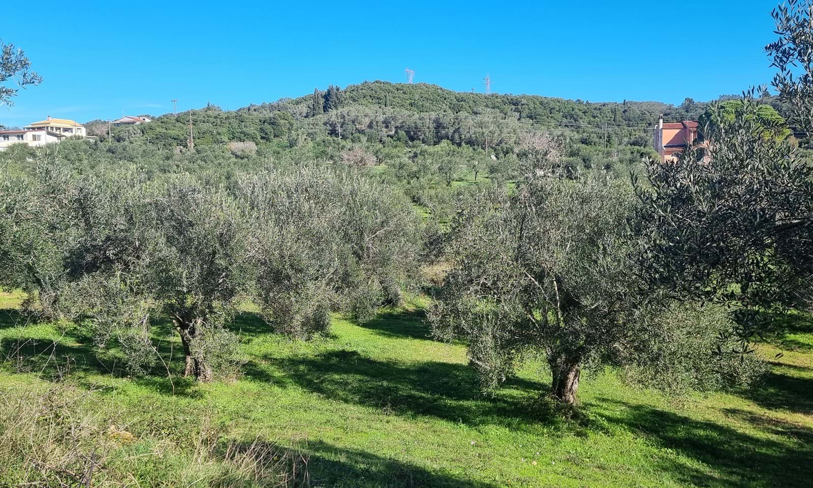 Listing photograph 1 of 4 of the land in Moraitika, published by Corfu Home Finders.