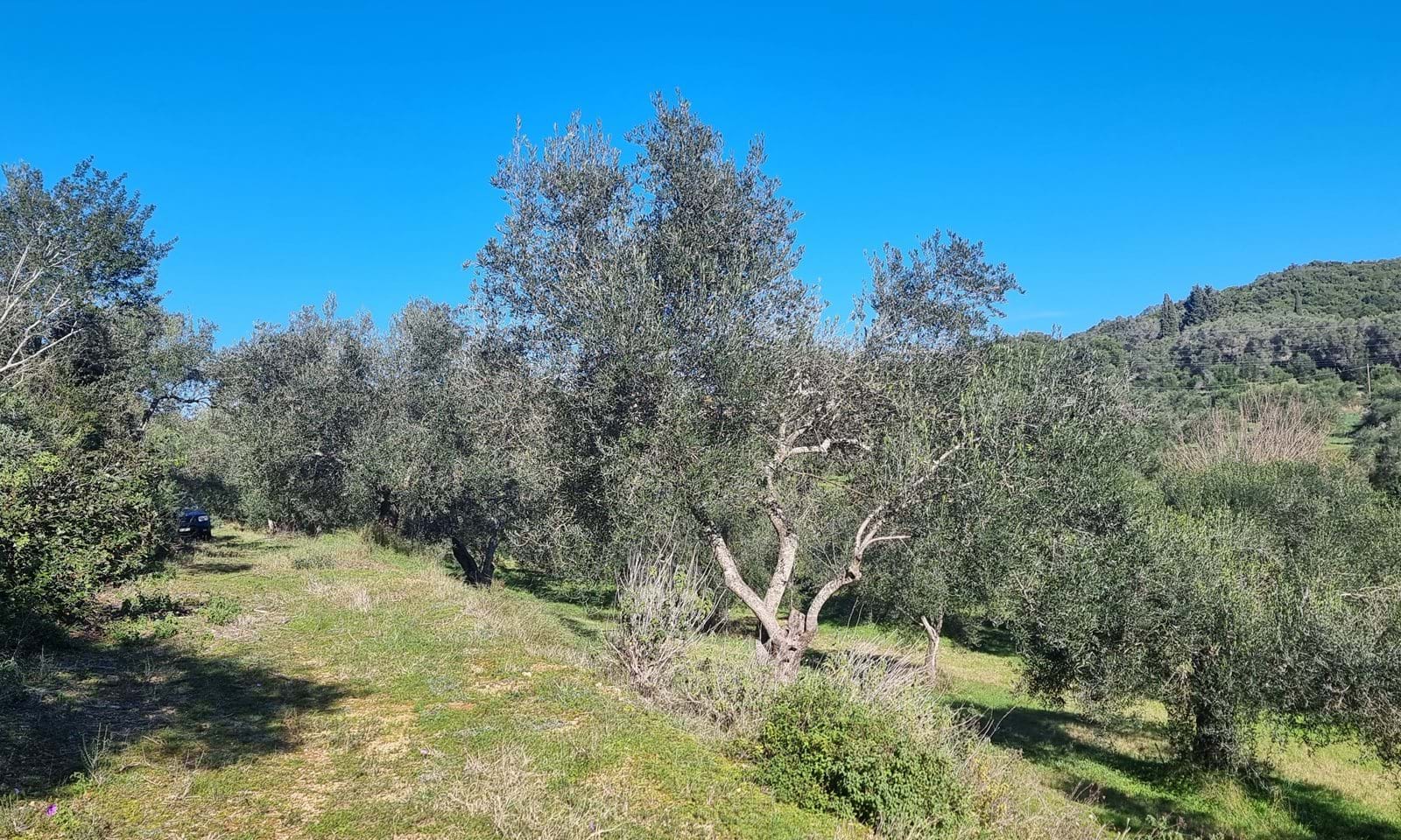 Listing photograph 4 of 4 of the land in Moraitika, published by Corfu Home Finders.