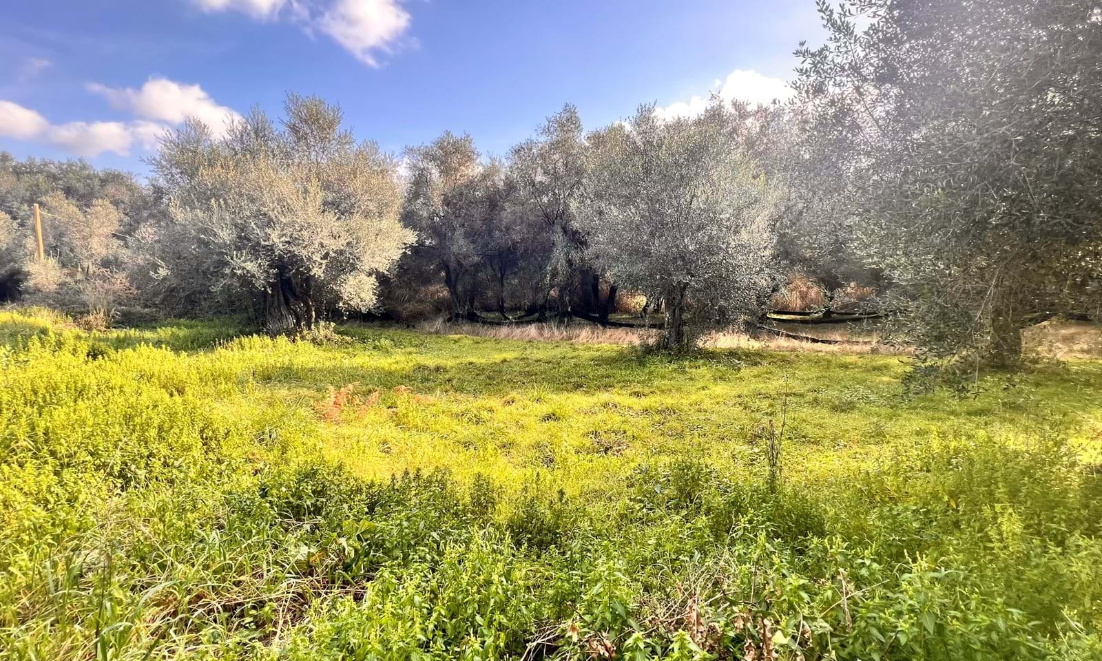 Listing photograph 1 of 3 of the land in Velonades, published by Corfu Home Finders.