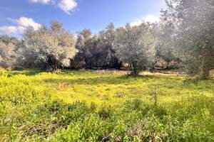 VELONADES OLIVE GROVE, Velonades, Corfu