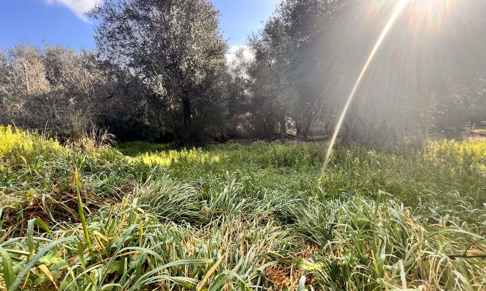 Listing photograph 3 of 3 of the land in Velonades, published by Corfu Home Finders.