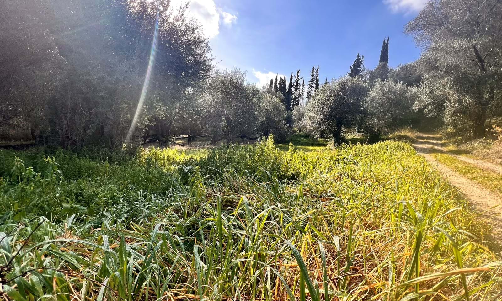 Listing photograph 2 of 3 of the land in Velonades, published by Corfu Home Finders.