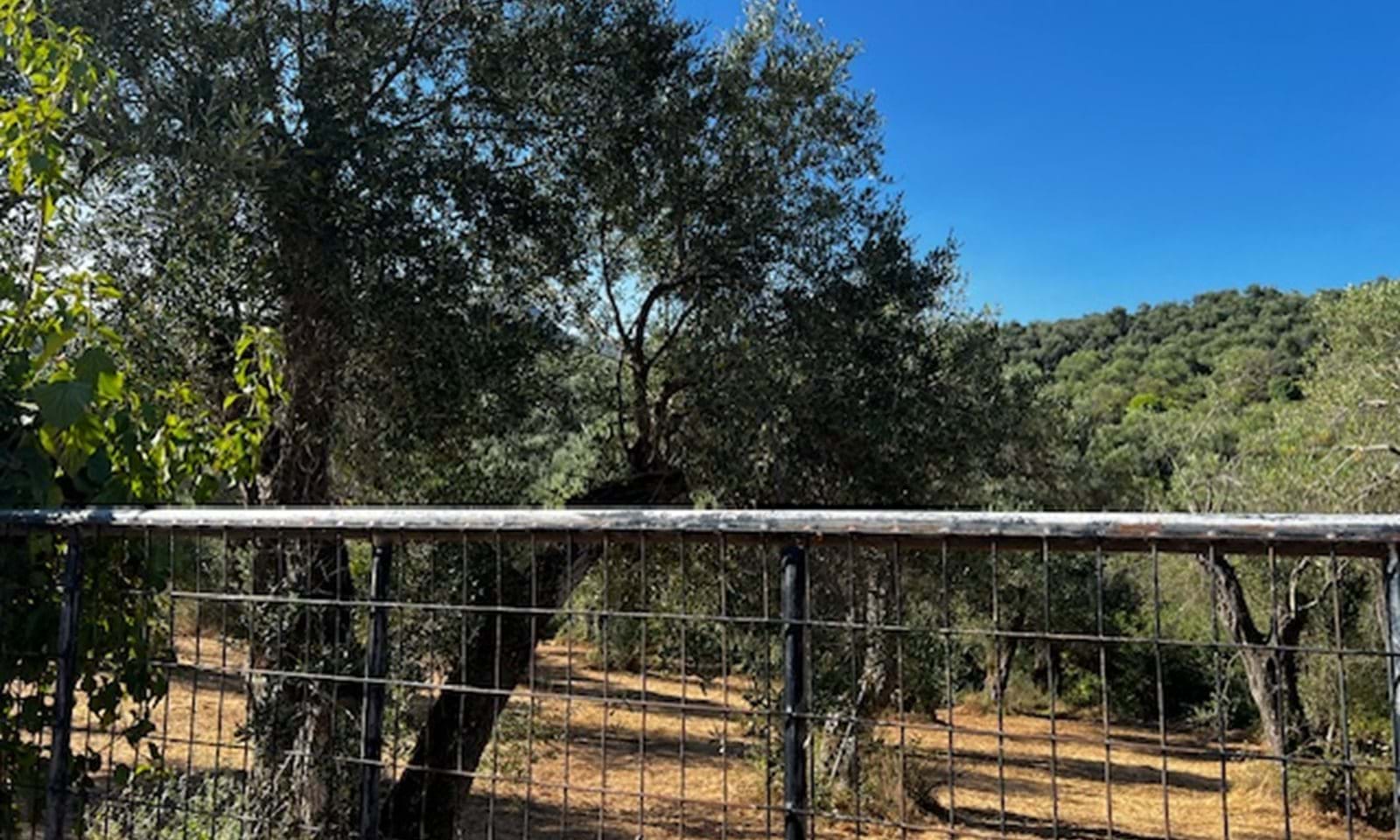 Listing photograph 2 of 6 of the land in Agios Martinos, published by Corfu Home Finders.