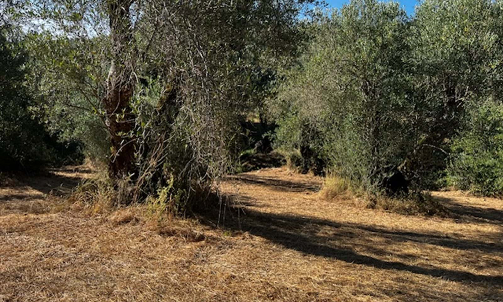 Listing photograph 6 of 6 of the land in Agios Martinos, published by Corfu Home Finders.