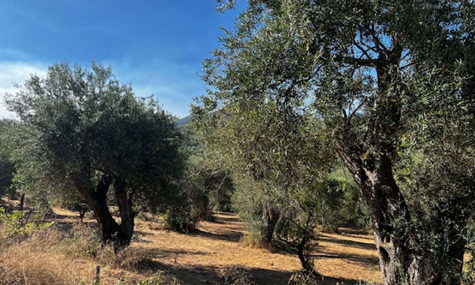 Listing photograph 4 of 6 of the land in Agios Martinos, published by Corfu Home Finders.