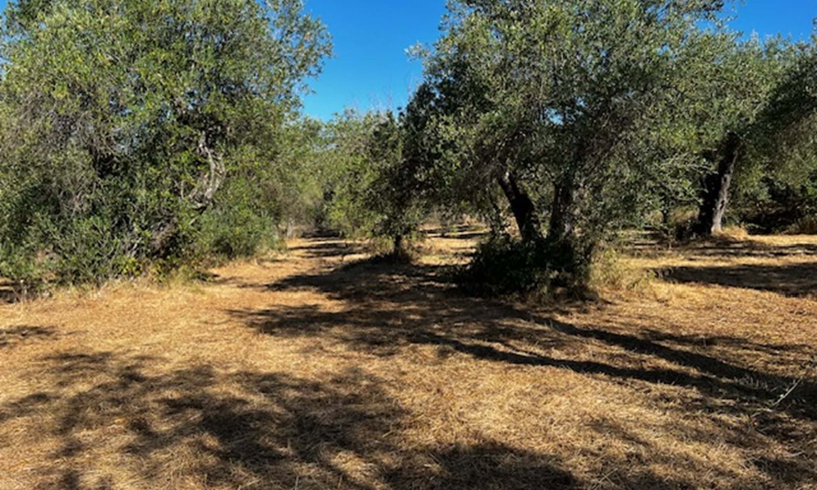Listing photograph 1 of 6 of the land in Agios Martinos, published by Corfu Home Finders.