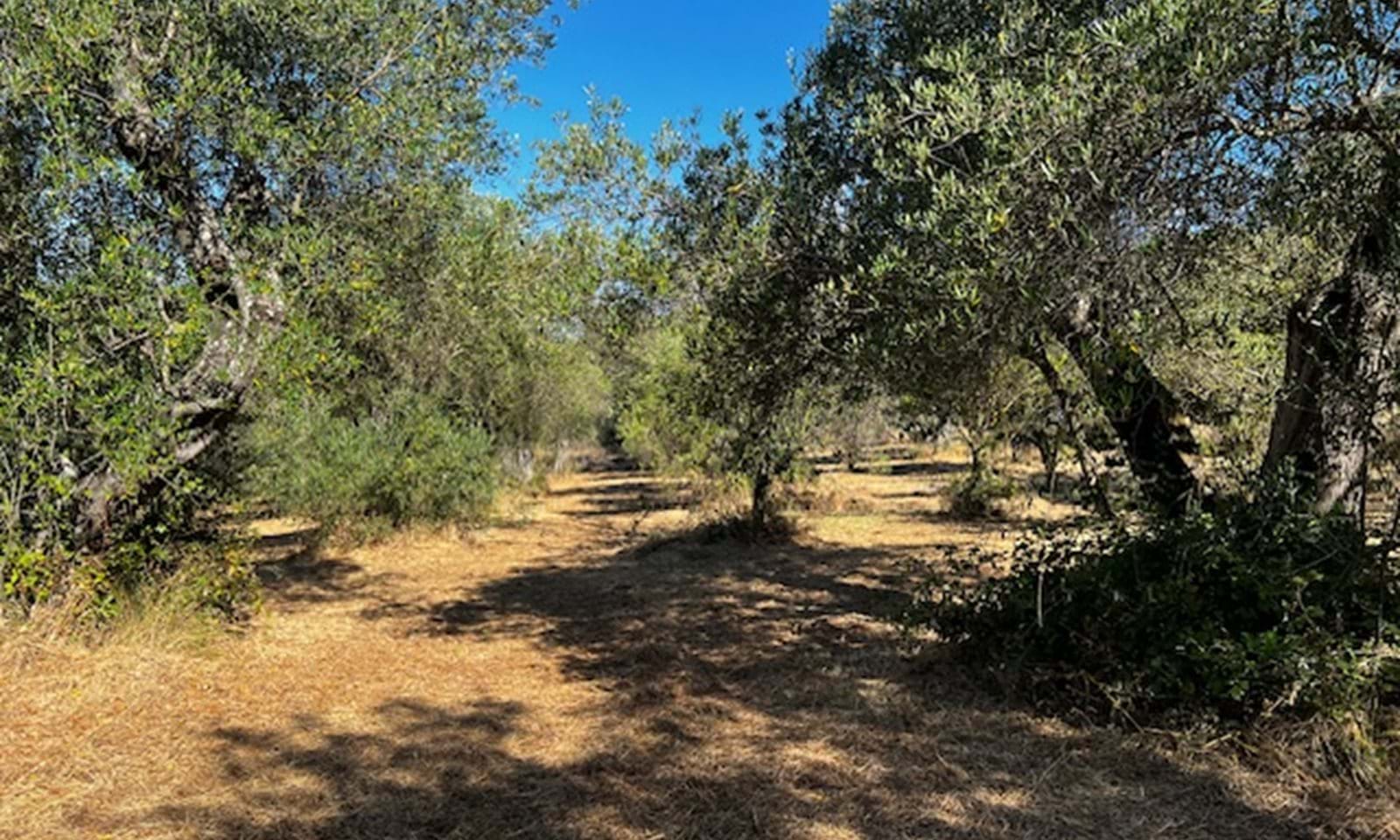 Listing photograph 3 of 6 of the land in Agios Martinos, published by Corfu Home Finders.
