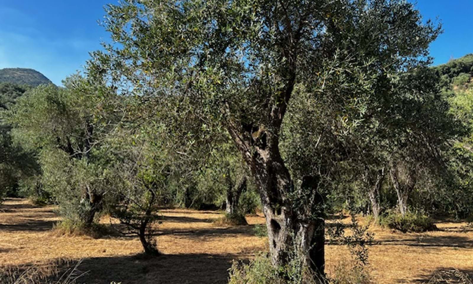 Listing photograph 5 of 6 of the land in Agios Martinos, published by Corfu Home Finders.