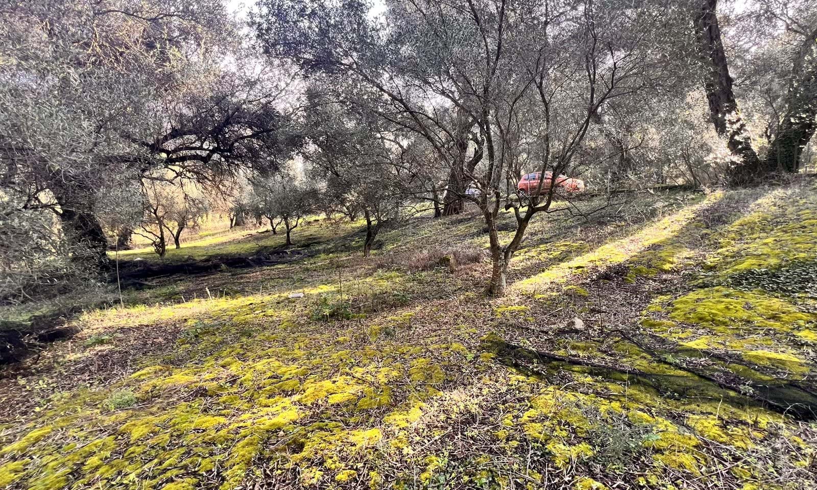 Listing photograph 2 of 6 of the land in Agios Georgios, Northern Corfu, published by Corfu Home Finders.