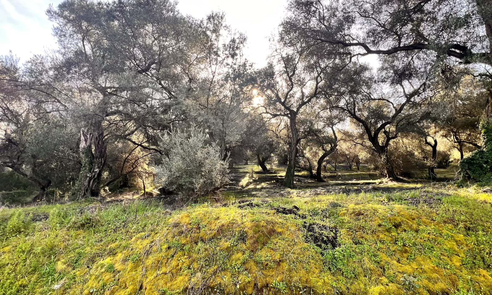 Listing photograph 1 of 6 of the land in Agios Georgios, Northern Corfu, published by Corfu Home Finders.