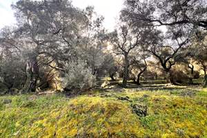 PAGOI LAND, Agios Georgios (NW), Corfu