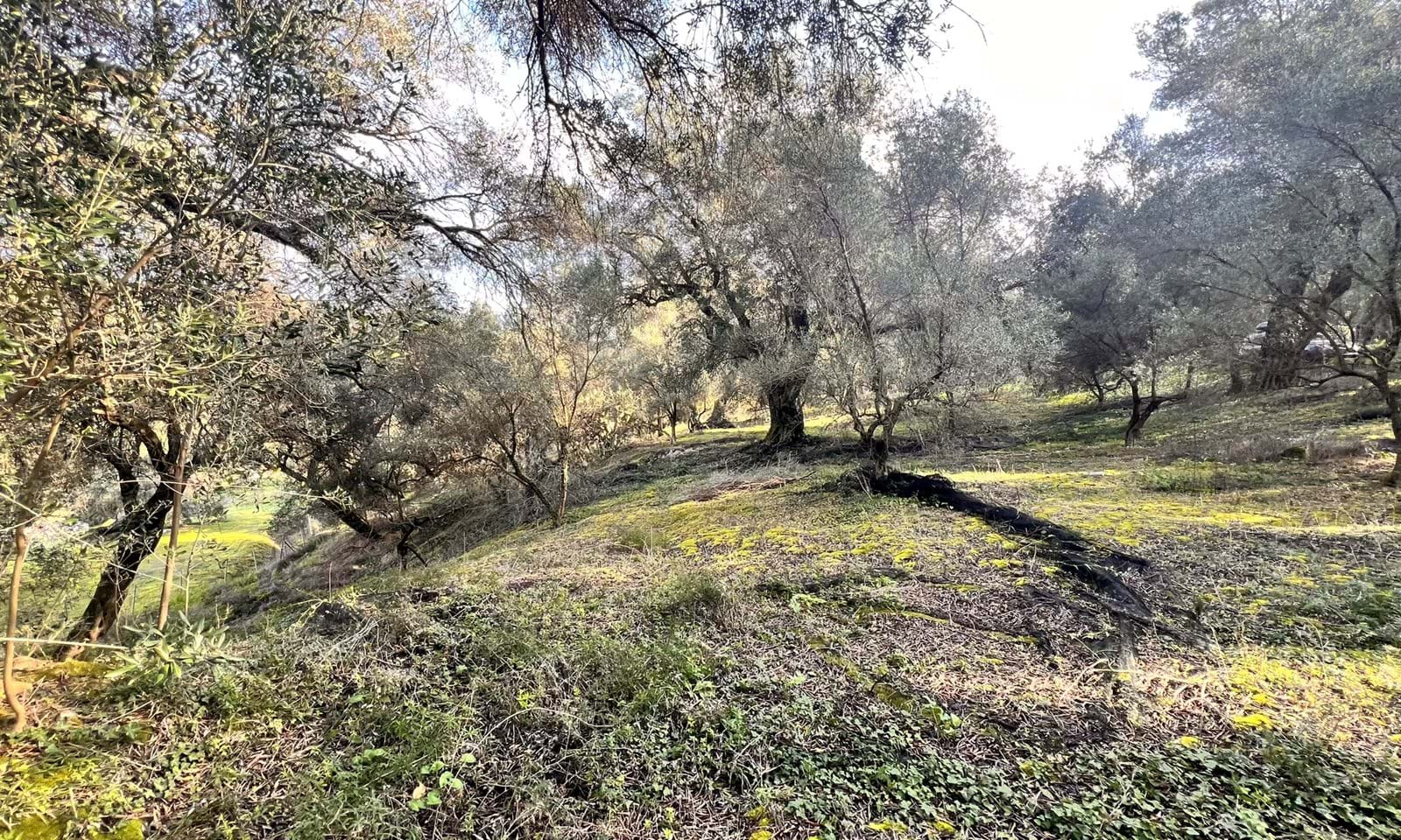 Listing photograph 3 of 6 of the land in Agios Georgios, Northern Corfu, published by Corfu Home Finders.