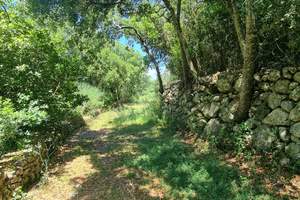 PRIMROSE PLOT, Gastouri, Corfu